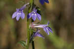 Downy Lobelia